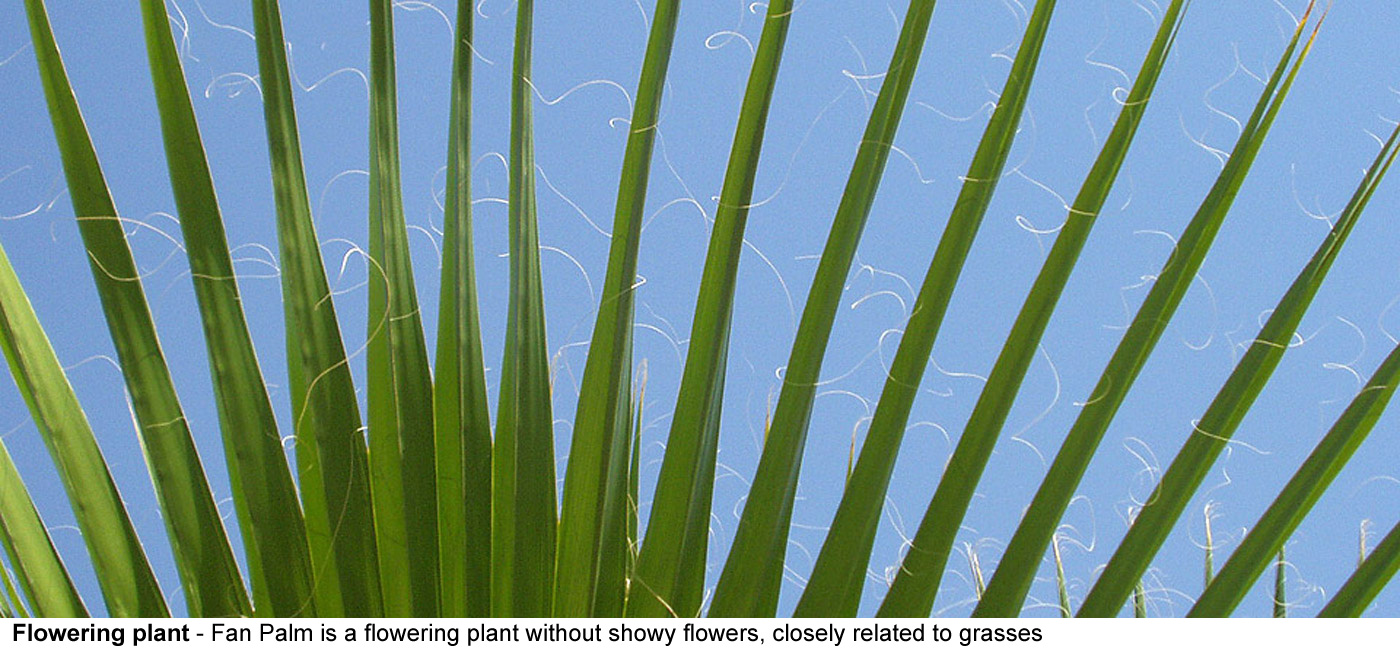 flowering plant - A Fan Palm is a flowering plant without showy flowers, 
  the palm family is closely related to grasses