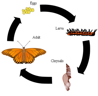 Insecta - Insects - Arthropoda - Animalia