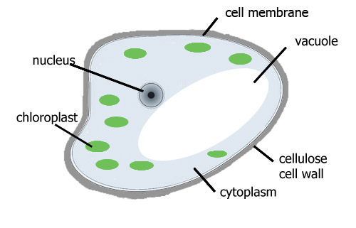 simple plant cell diagram without labels